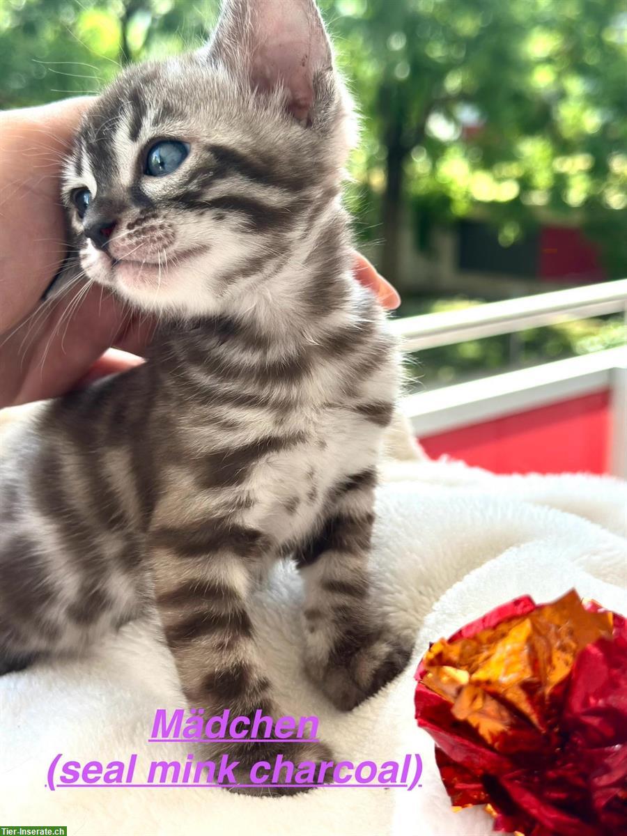Bild 4: Wunderschöne Bengal Kitten mit Stammbaum in seltenen Farben