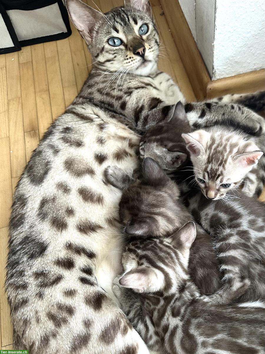 Bild 5: Wunderschöne Bengal Kitten mit Stammbaum in seltenen Farben