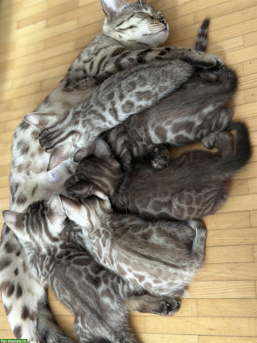 Bild 6: Wunderschöne Bengal Kitten mit Stammbaum in seltenen Farben
