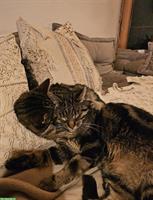 2 Katzenbrüder suchen neues Daheim