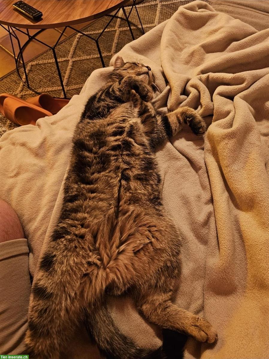 Bild 2: 2 Katzenbrüder suchen neues Daheim