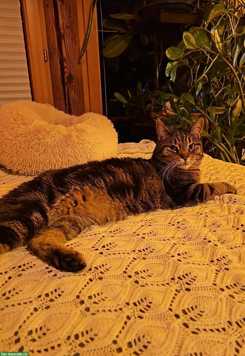 Bild 3: 2 Katzenbrüder suchen neues Daheim