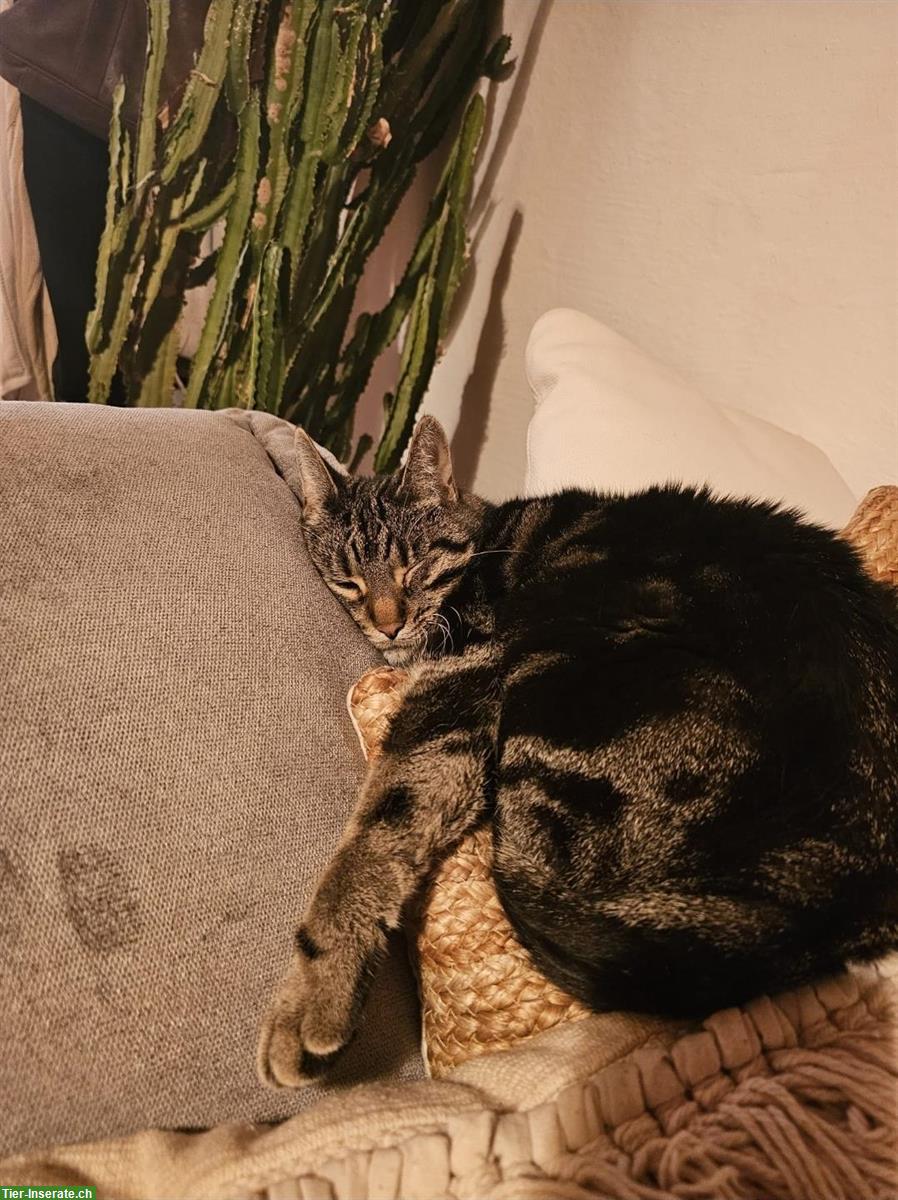 Bild 4: 2 Katzenbrüder suchen neues Daheim