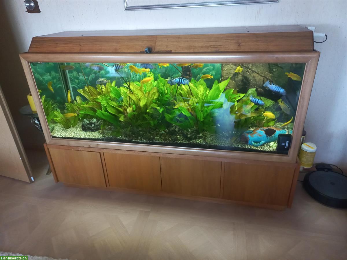 Komplettes Aquarium inkl. Fischen und Pflanzen