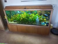 Komplettes Aquarium inkl. Fischen und Pflanzen