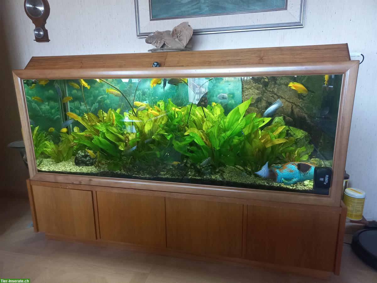 Bild 2: Komplettes Aquarium inkl. Fischen und Pflanzen