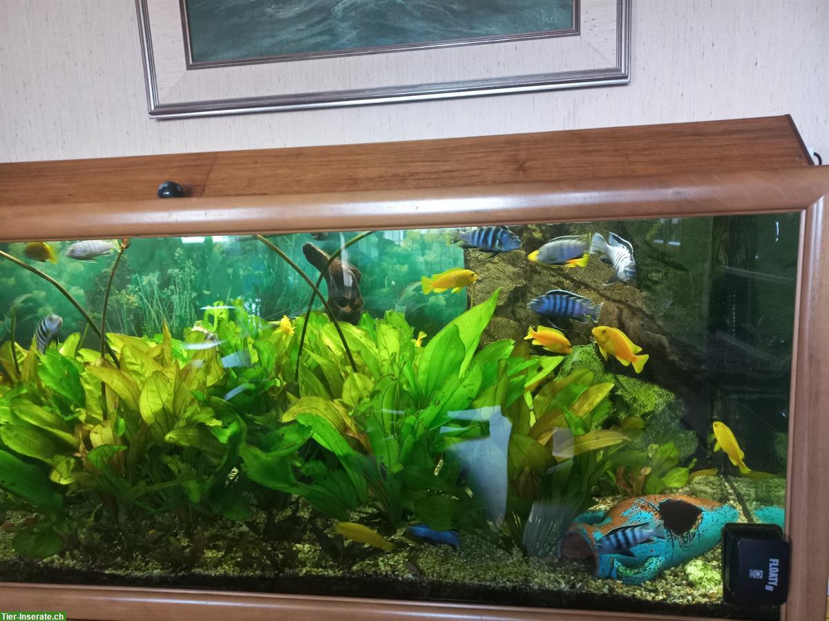 Bild 3: Komplettes Aquarium inkl. Fischen und Pflanzen