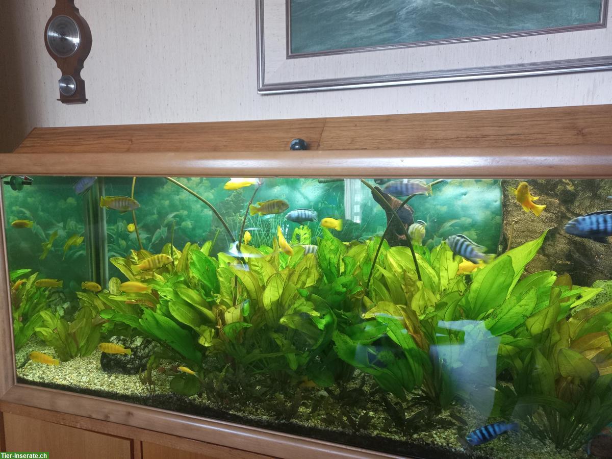 Bild 4: Komplettes Aquarium inkl. Fischen und Pflanzen