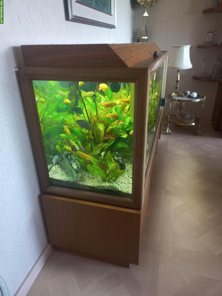 Bild 5: Komplettes Aquarium inkl. Fischen und Pflanzen