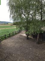 Biete Zuhause für Stutfohlen Jahrgang 2024 | Thurgau