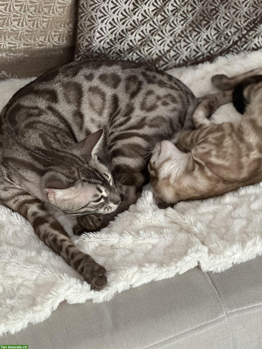 Bengal Katzen reinrassig mit Stammbaum aus seriöser Zucht