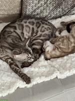 Bengal Katzen reinrassig mit Stammbaum aus seriöser Zucht