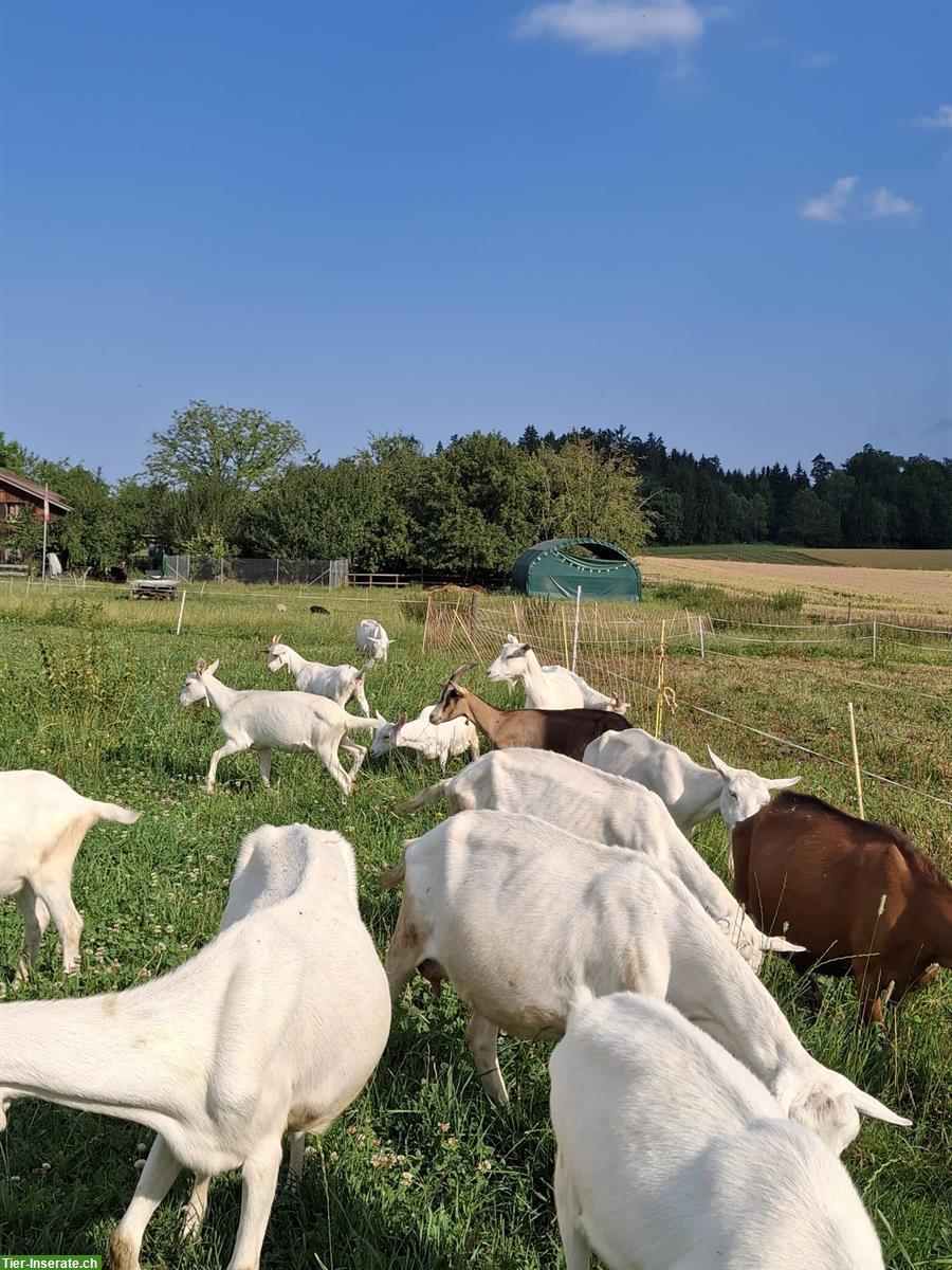 Diverse Ziegen und Gizzi zu verkaufen