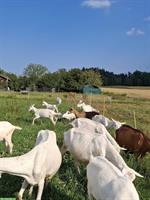 Diverse Ziegen und Gizzi zu verkaufen