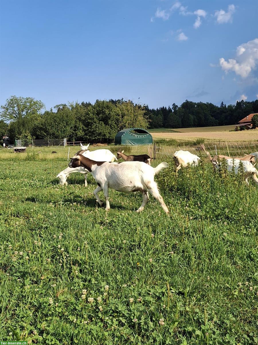 Bild 2: Diverse Ziegen und Gizzi zu verkaufen