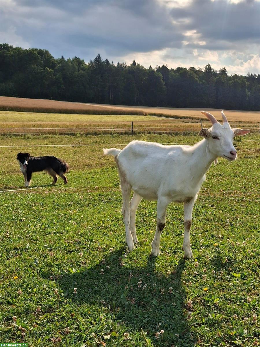 Bild 3: Diverse Ziegen und Gizzi zu verkaufen