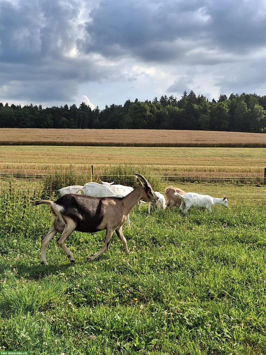 Bild 4: Diverse Ziegen und Gizzi zu verkaufen
