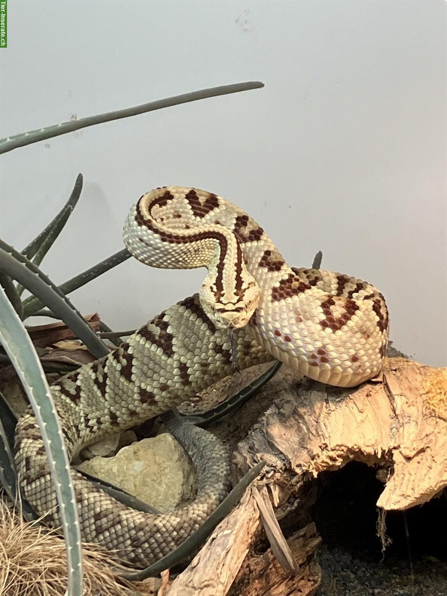 1.0 Crotalus tzabcan NZ abzugeben, Platz vor Preis
