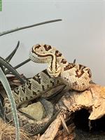 1.0 Crotalus tzabcan NZ abzugeben, Platz vor Preis
