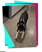 Hundekurs: Achtsam Hundemenschteams begleiten