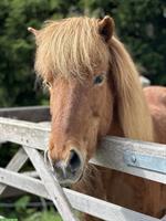 Reitbeteiligung für Isländer in 8645 Jona SG
