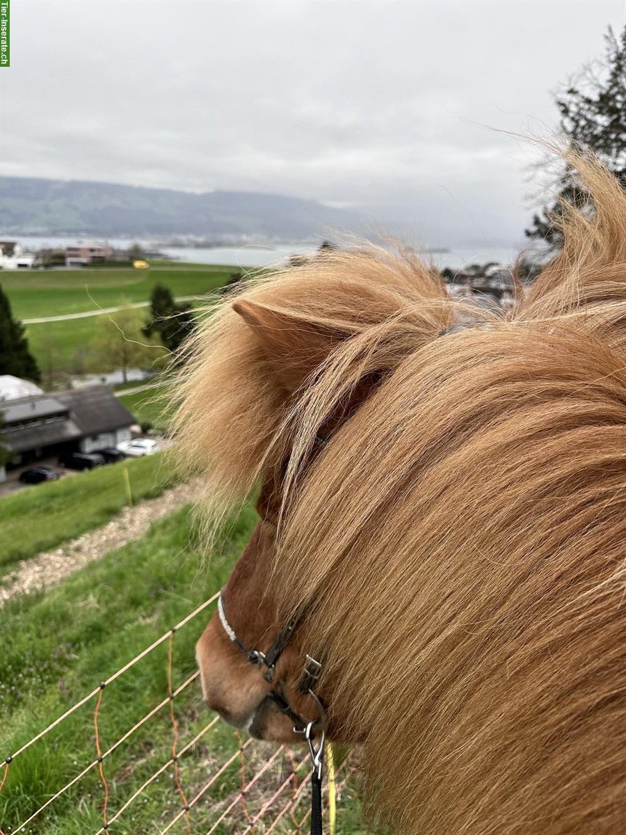 Bild 2: Reitbeteiligung für Isländer in 8645 Jona SG