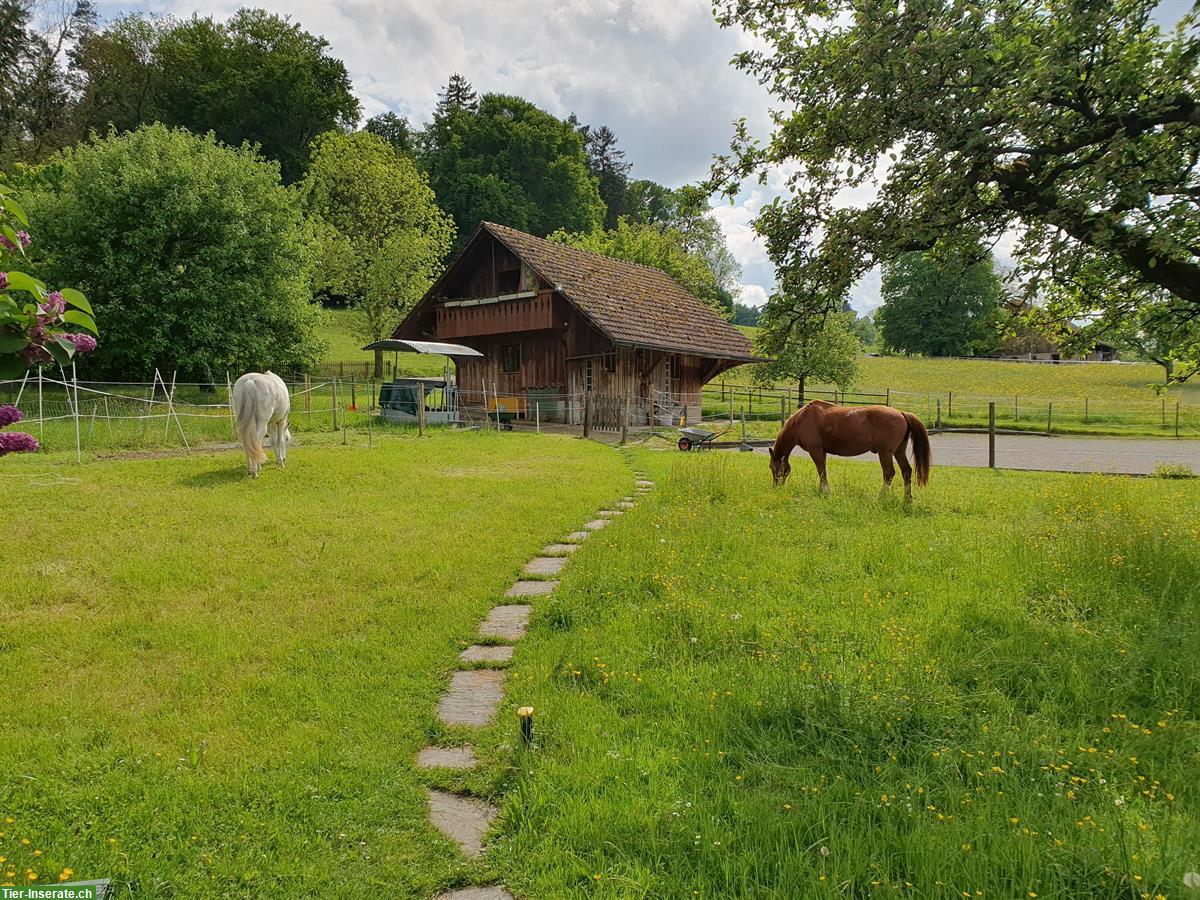 Freier Offenstallplatz per sofort, Bertschikon bei Attikon