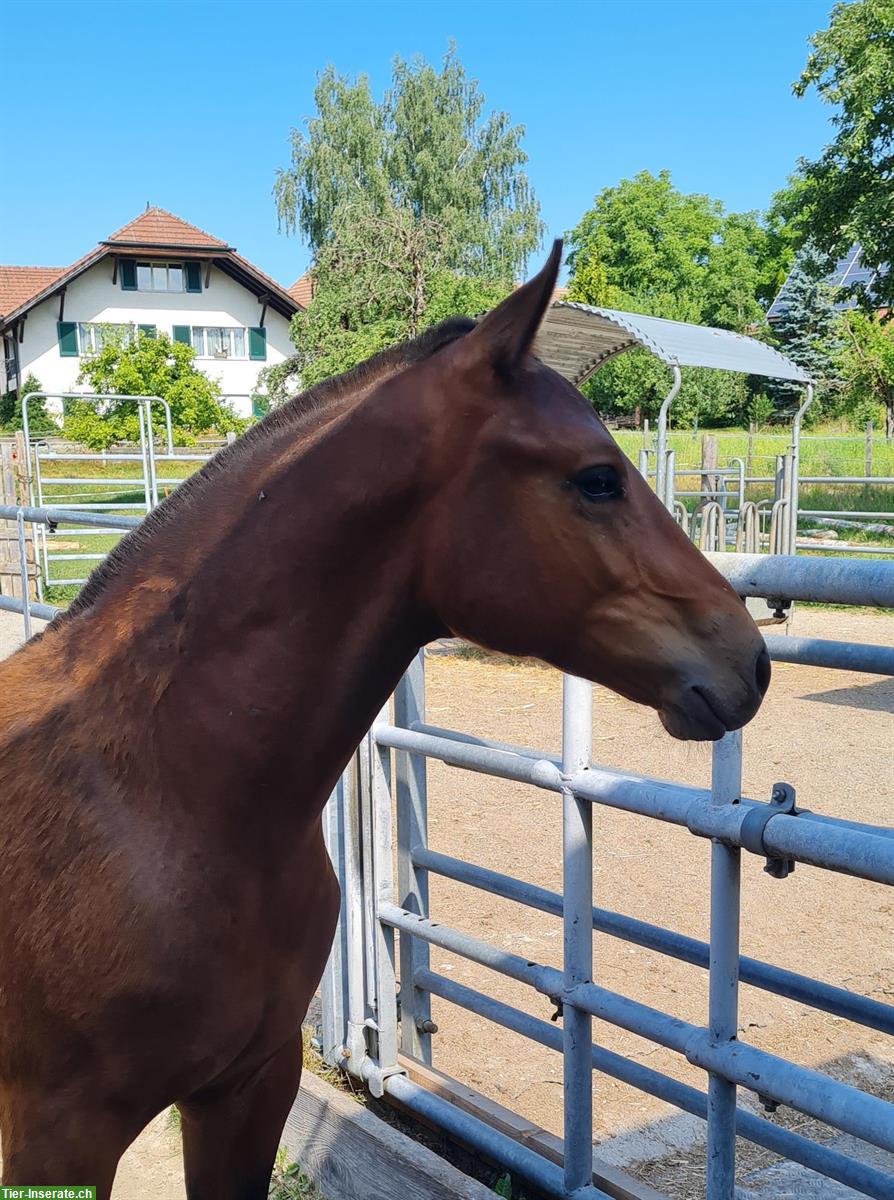 Bildhübsches sportliches Freiberger Hengstfohlen