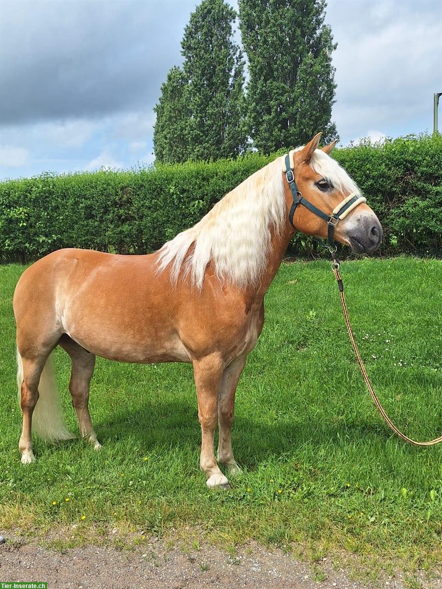 Lieber Haflinger Wallach an sehr guten Platz