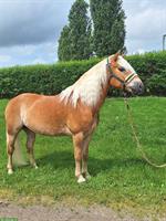 Lieber Haflinger Wallach an sehr guten Platz