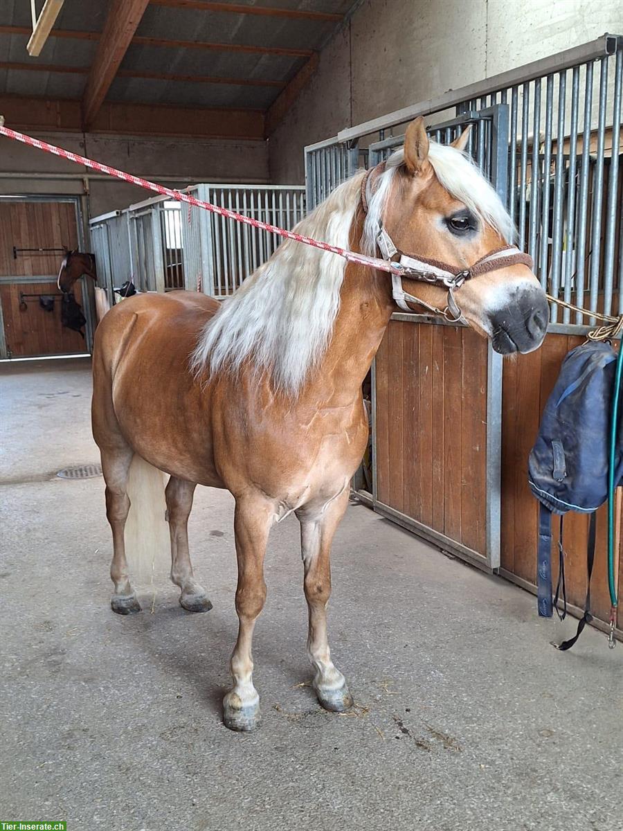 Bild 2: Lieber Haflinger Wallach an sehr guten Platz