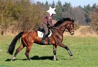 Suche eine Reitbeteiligung Nähe Aarau/Luzern