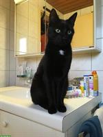 Schmusekater sucht ein neues Heim