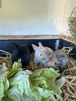 Junge Löwenkopf Zwergkaninchen zu verkaufen