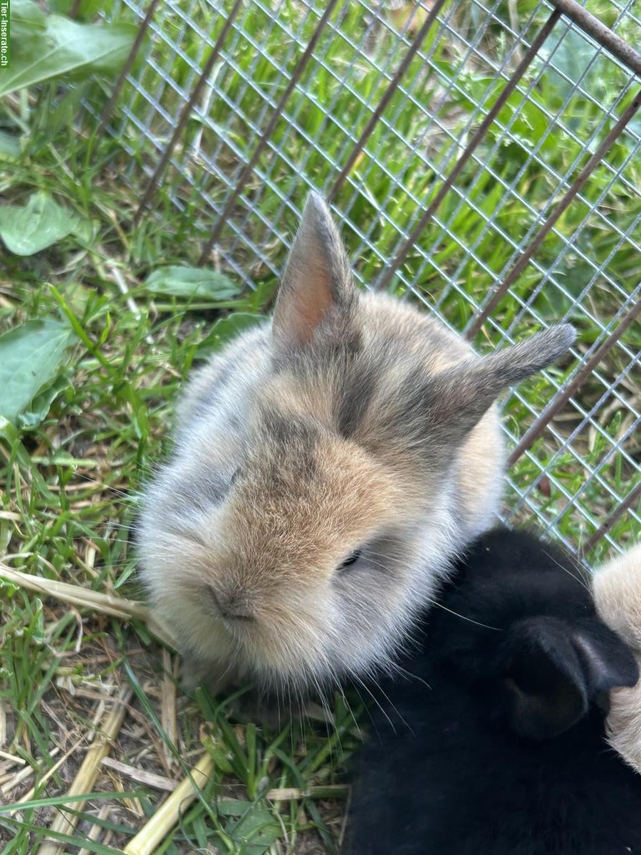 Bild 3: Junge Löwenkopf Zwergkaninchen zu verkaufen