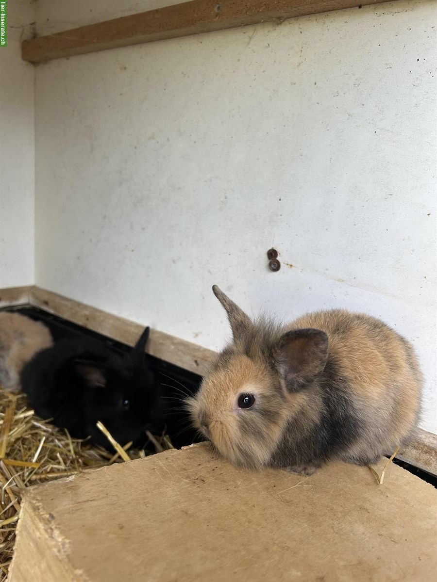 Bild 4: Junge Löwenkopf Zwergkaninchen zu verkaufen