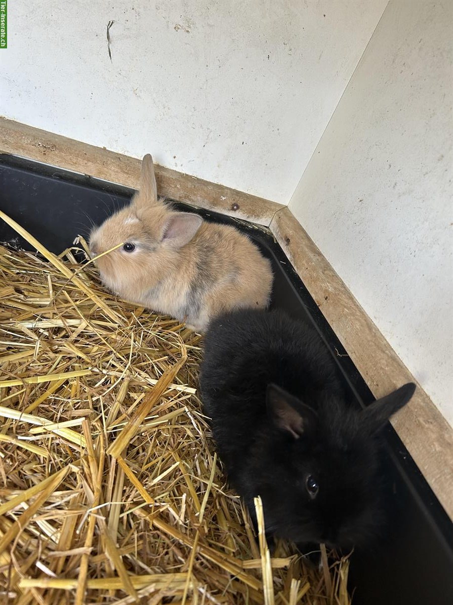 Bild 5: Junge Löwenkopf Zwergkaninchen zu verkaufen