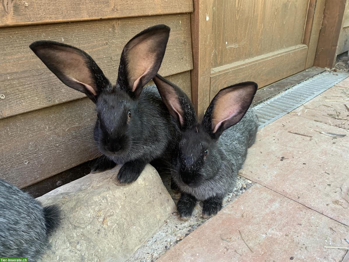 GRATIS: Junge Kaninchen abzugeben