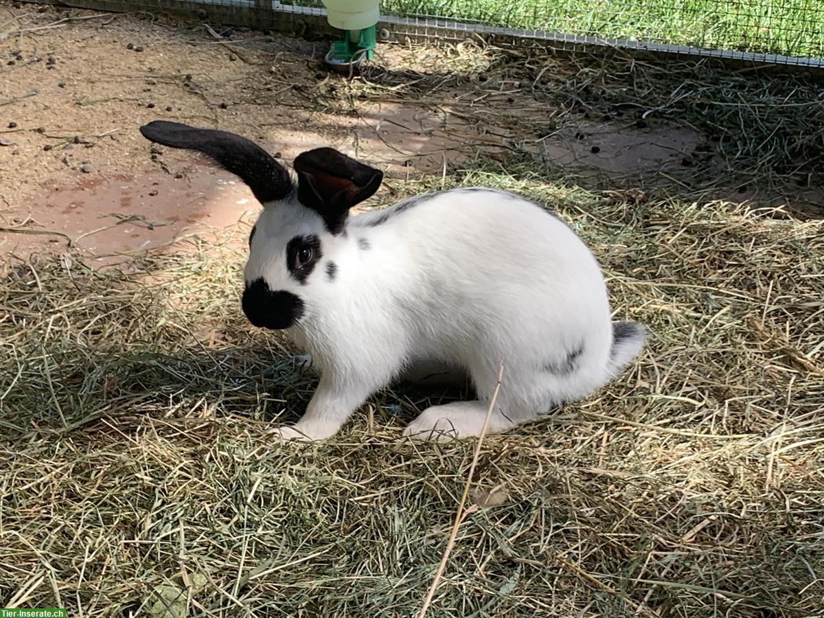 Bild 2: GRATIS: Junge Kaninchen abzugeben