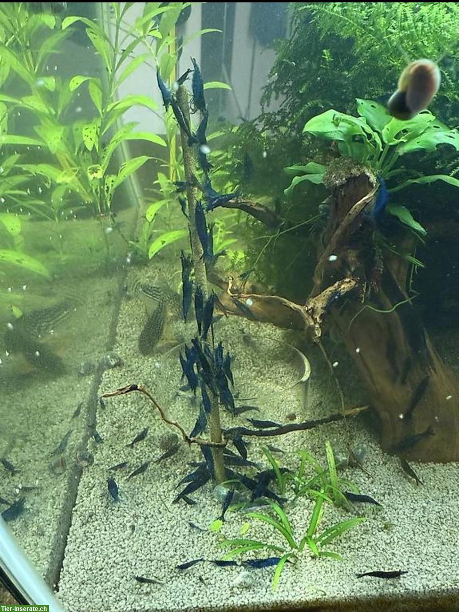 Blue Dream Garnelen aus eigener Zucht