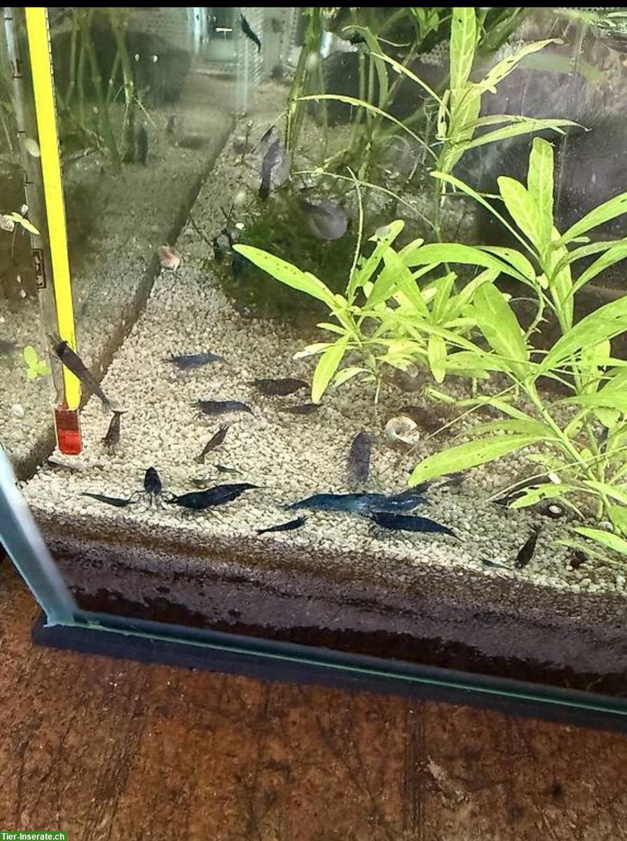Bild 2: Blue Dream Garnelen aus eigener Zucht
