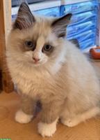 Ragdoll Kitten suchen ihren Lebensplatz