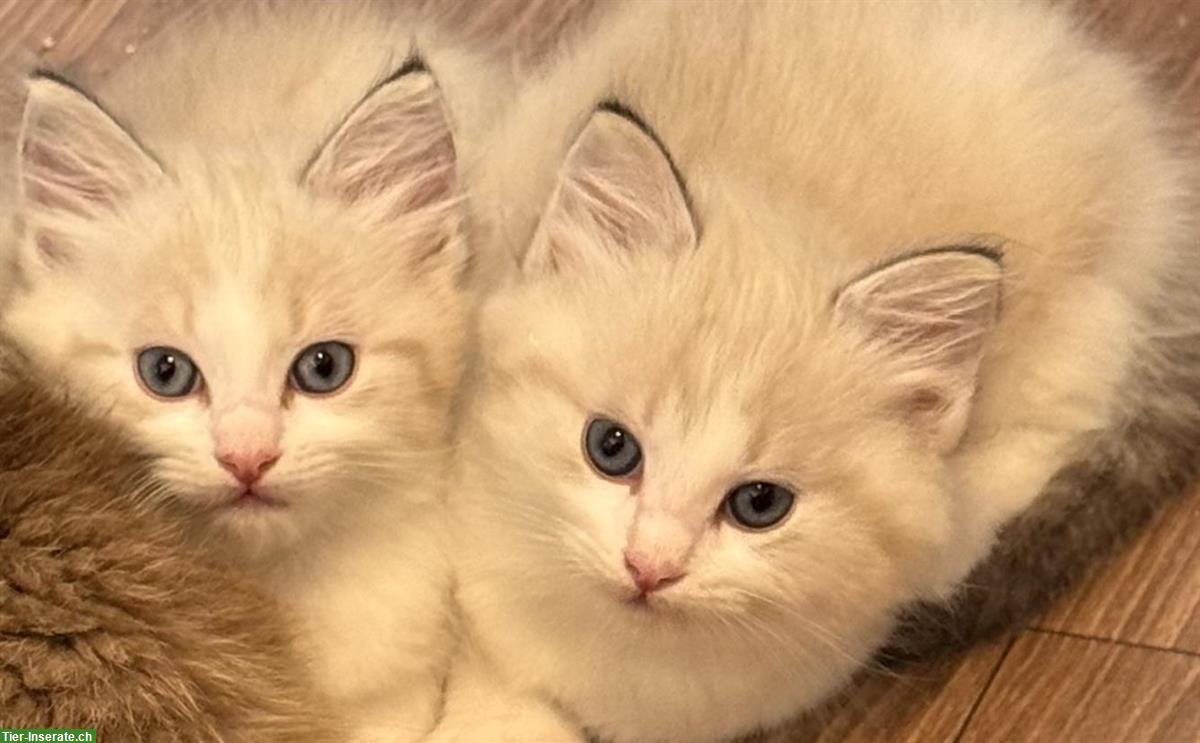 Bild 2: Ragdoll Kitten suchen ihren Lebensplatz