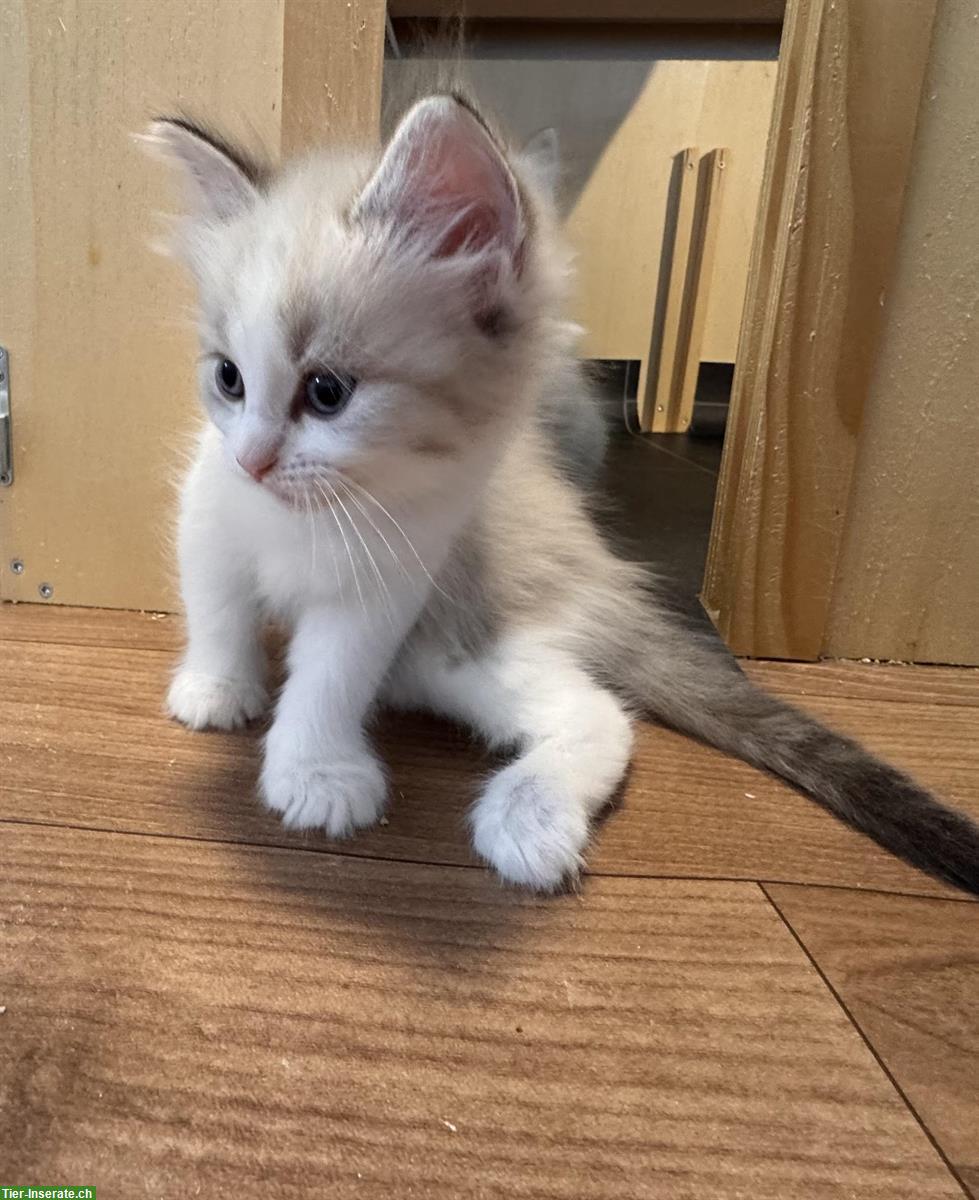 Bild 3: Ragdoll Kitten suchen ihren Lebensplatz