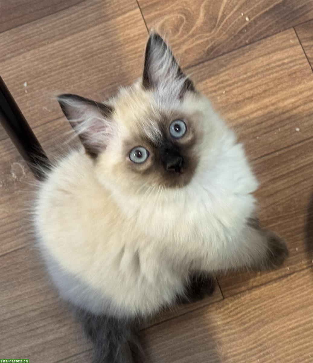 Bild 4: Ragdoll Kitten suchen ihren Lebensplatz