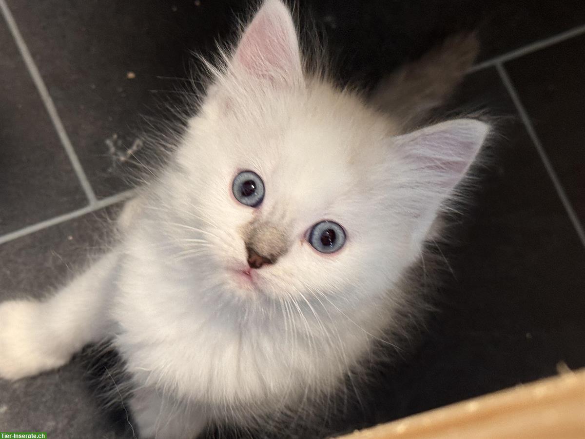 Bild 5: Ragdoll Kitten suchen ihren Lebensplatz