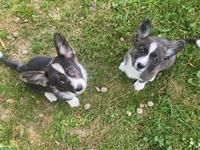 Welsh Corgi Welpen, männlich zu verkaufen