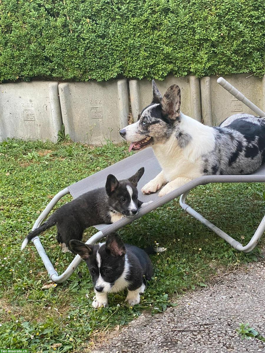 Bild 2: Welsh Corgi Welpen, männlich zu verkaufen