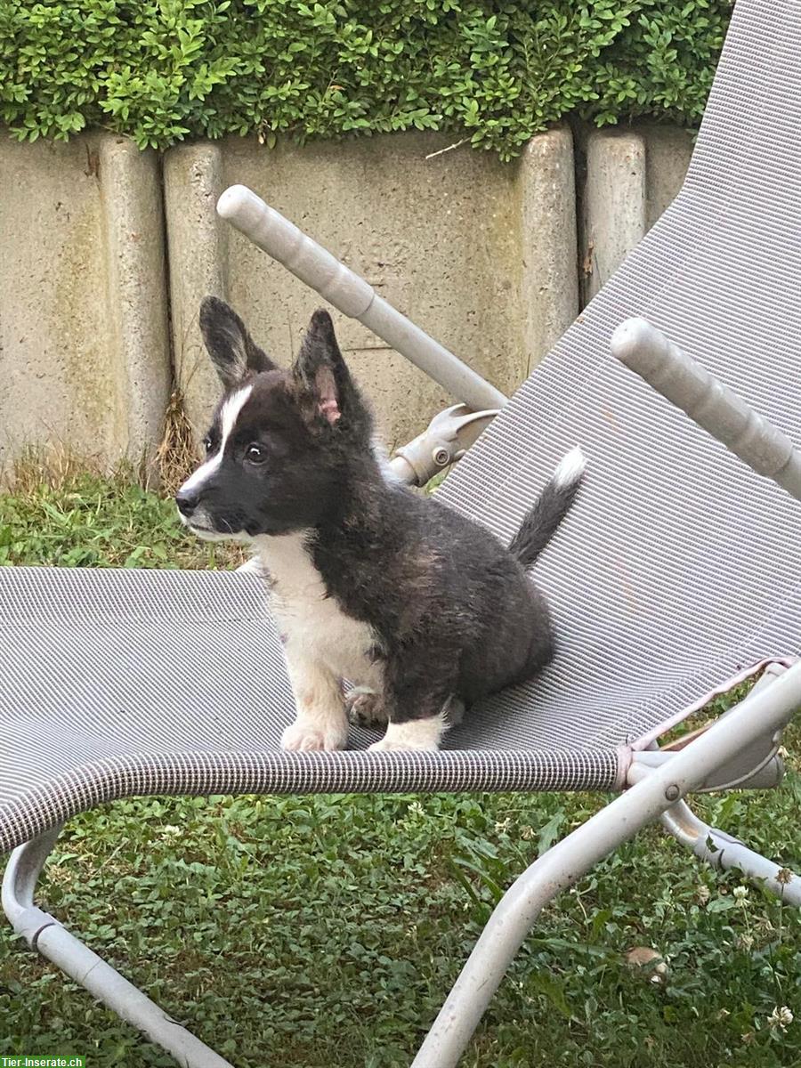 Bild 3: Welsh Corgi Welpen, männlich zu verkaufen