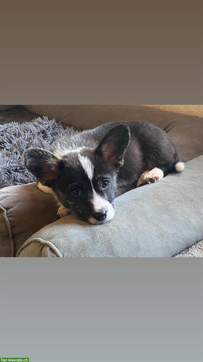 Bild 4: Welsh Corgi Welpen, männlich zu verkaufen